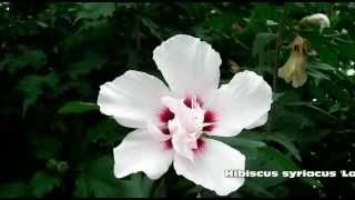 Hibiscus syriacus 'Lady Stanley', Hardy Hibiscus.