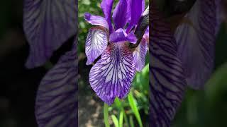 Siberian Iris Shaker’s Prayer