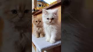 Clicks of Messi & Ires #cat #catlover #youtubeshorts #cute #kitten #love