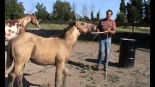 CISCO poulain paint horse 2M ranch