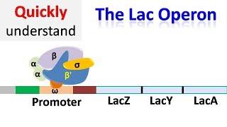 The Lac operon | Regulation of gene expression