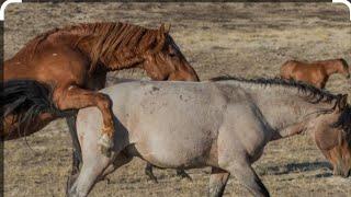 Wild Horse Mating In Jungle ! Romantic Horse Beautiful Mating