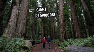 Two days in REDWOOD National & State Parks! (Fern Canyon, Gold Bluff Beach, Stout Grove, & MORE!)