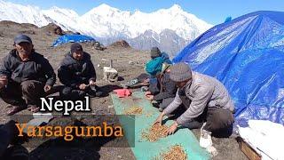 Nepal, Yarsagumba ( Cordyceps sinensis) || Manang