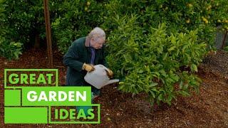 How to Grow CITRUS | GARDEN | Great Home Ideas