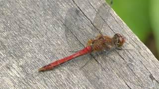 Dragonfly  -   Ruddy Darter  -  Sympetrum sanguineum