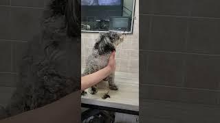 Shaving a dogs face with clippers demonstration, no restraints, Havanese, dog grooming