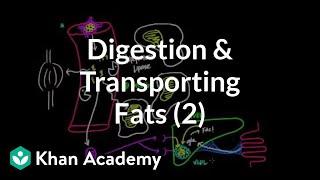 Digestion, Mobilization, and Transport of Fats - Part II