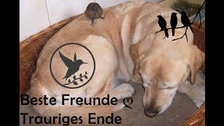 Beste Freunde ღ Trauriges Ende