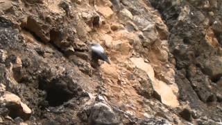 Wallcreeper, Los Mallos de Riglos, Aragon 3rd March 2014