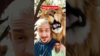 Hungry Lion #shorts #animals #youtubeshorts