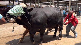 GEGER SAPI  PEGON JUMBO MENUJU SETIA FARM 