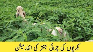 Goats Grazing Jantar Information #goatfarming #majidshabbir