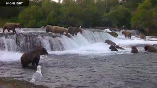 Brooks Falls Brown Bears Low - Katmai National Park | 2024 Season Highlights