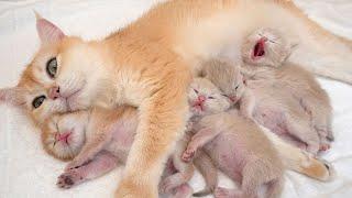 Top sweetest, cutest moments of mother cat and adorable kittens.