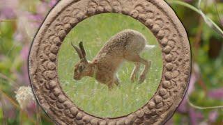 A Wild Hare, the Ludec Ston, the Magthe Ford; the Ancient History of Norton Wiltshire