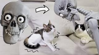 Mr. Skeleton's Visit. Cats' Reaction / Halloween