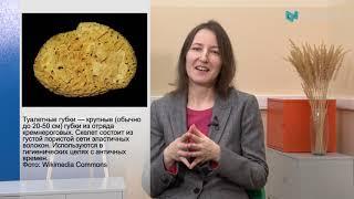 Необычные скелеты беспозвоночных. Екатерина Богомолова