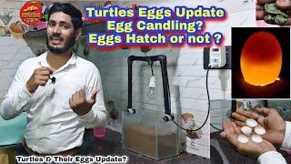 Turtles eggs update - Turtles Eggs hatch ? egg Candling?