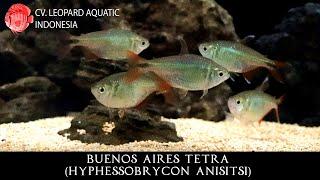 Hyphessobrycon anisitsi. The VERSATILE Buenos Aires Tetra. (Leopard Aquatic C029A)