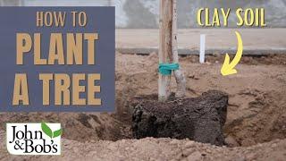 How To Plant A Tree In Clay Soil & Hard Soil | Street Tree Planting