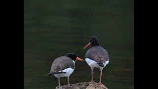 Oystercatchers / Tjeld (Nikon Z6 III)