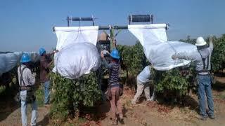 Plastic covers for table grapes: Part 1. Extending the harvest