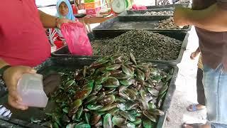 Kerang vs mentarang