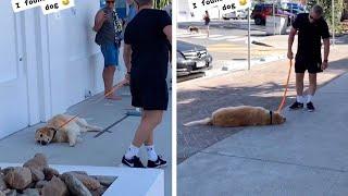 Lazy Dog Gives Up During Walkies