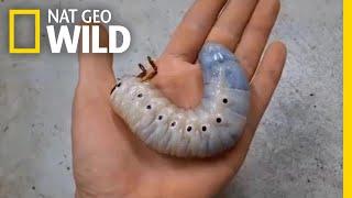 Watch a Hercules Beetle Metamorphose Before Your Eyes | Nat Geo Wild