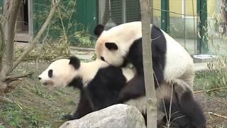 Panda    Animals Mating#Панда  Спаривание животных