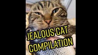 JEALOUS CAT COMPILATION