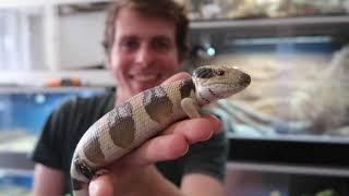 Buying & Selling Reptiles In Australia!