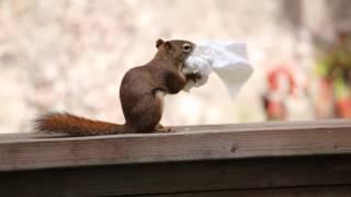 Squirrel with tissues   Nancy Rose "Secret Life of Squirrels"