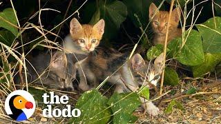 The Cat Distribution System | The Dodo