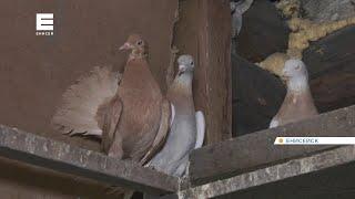 Более 80 голубей различных пород держит в Енисейские голубевод-любитель