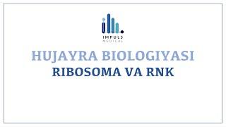 Ribosoma va RNK