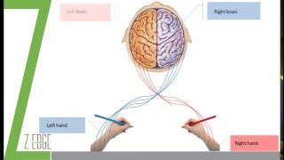 Dermatoglyphics Multiple Intelligence Test