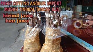 Paket cutting anggur import kirim makassar || paket hemat bibit anggur kualitas