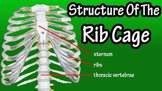 Structure Of The Rib Cage - How Many Ribs In Human Body - What Is The Sternum
