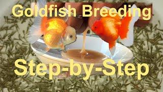 How to Breed Goldfish (Step-by-Step Fertilization in a bowl dish)