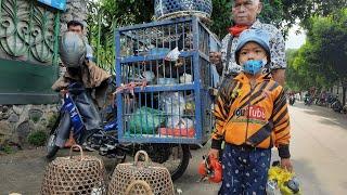 Fatih Beli Merpati 4 Ekor Merpati Lombok Di Pasar Burung Cakranegara