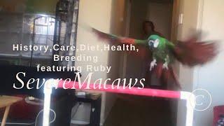Severe Macaw - History, Care, Diet, Health, Breeding - Featuring Ruby