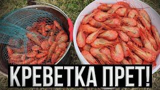 Креветка прет! Новые ловушки