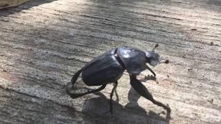 Slow motion footage of a dung beetle taking flight