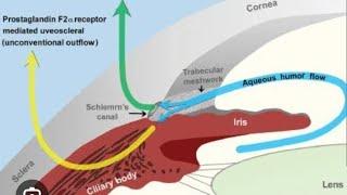 Aqueous humor production circulation and drainage