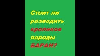 Вислоухие кролики. Кролики породы баран. Разводить Заводить или НЕТ?