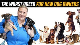 Top 10 Worst Dog Breeds For First Time Puppy Owners