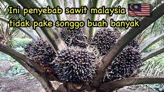 Penyebab songgo sawit malaysia dan indonesia berbeda