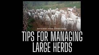 Tips for Managing Large Goat Herds: Efficiency and Organization